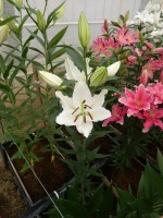 [5364 Stratford DJ No02.JPG]